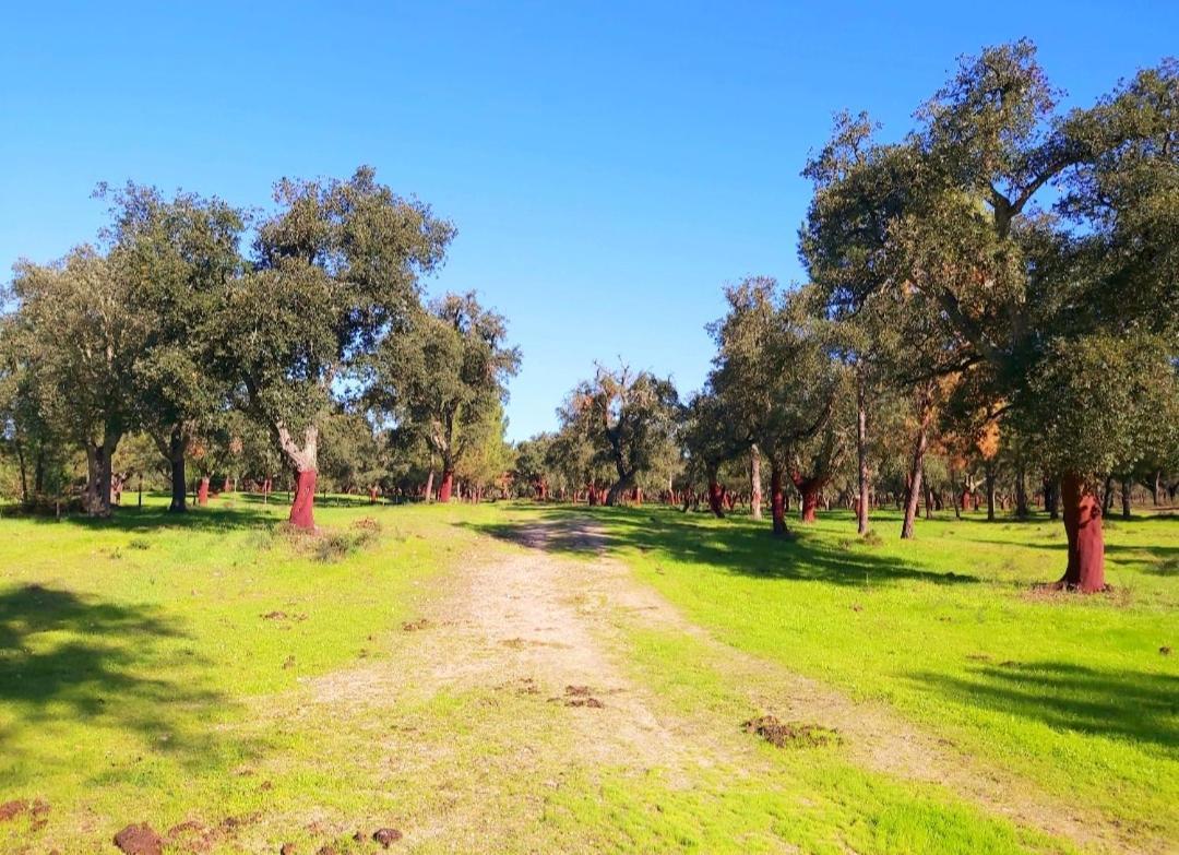 Casas Herdade Do Convento Da Serra Almeirim Eksteriør billede